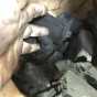 Servis Les drevené uhlie Gastro 10kg