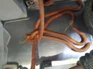 najlepsia-vianocka-z-klobas-z-udiarne-g3